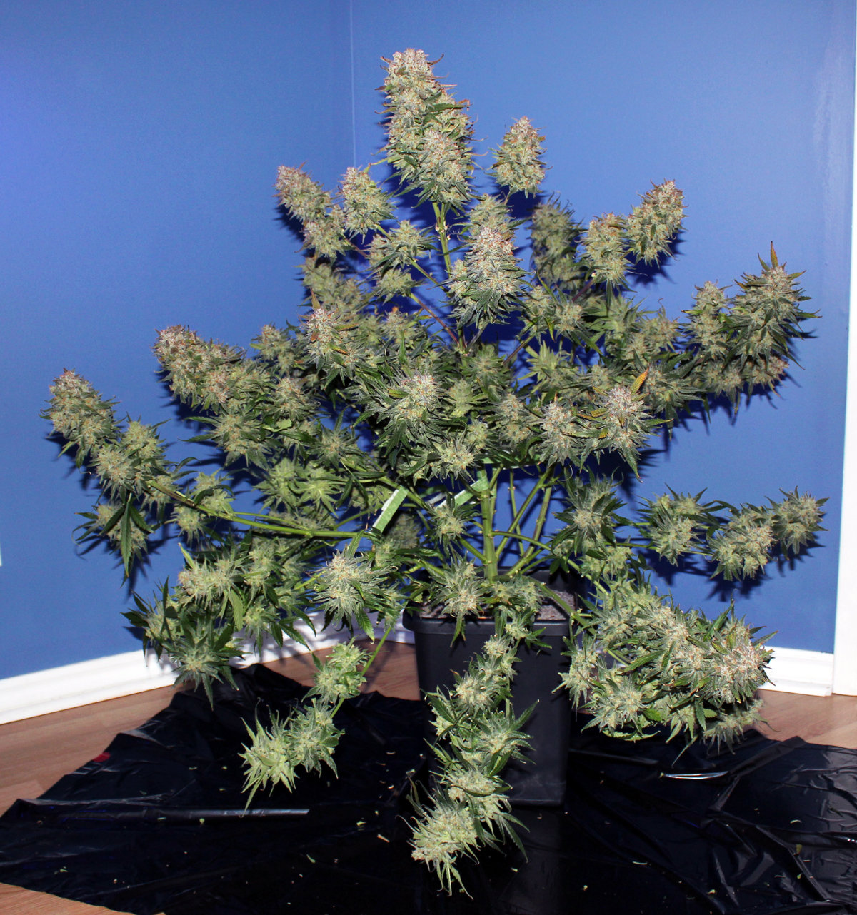 FastBuds - Cookies Auto aka Girl Scout Cookies (auto/fem.)