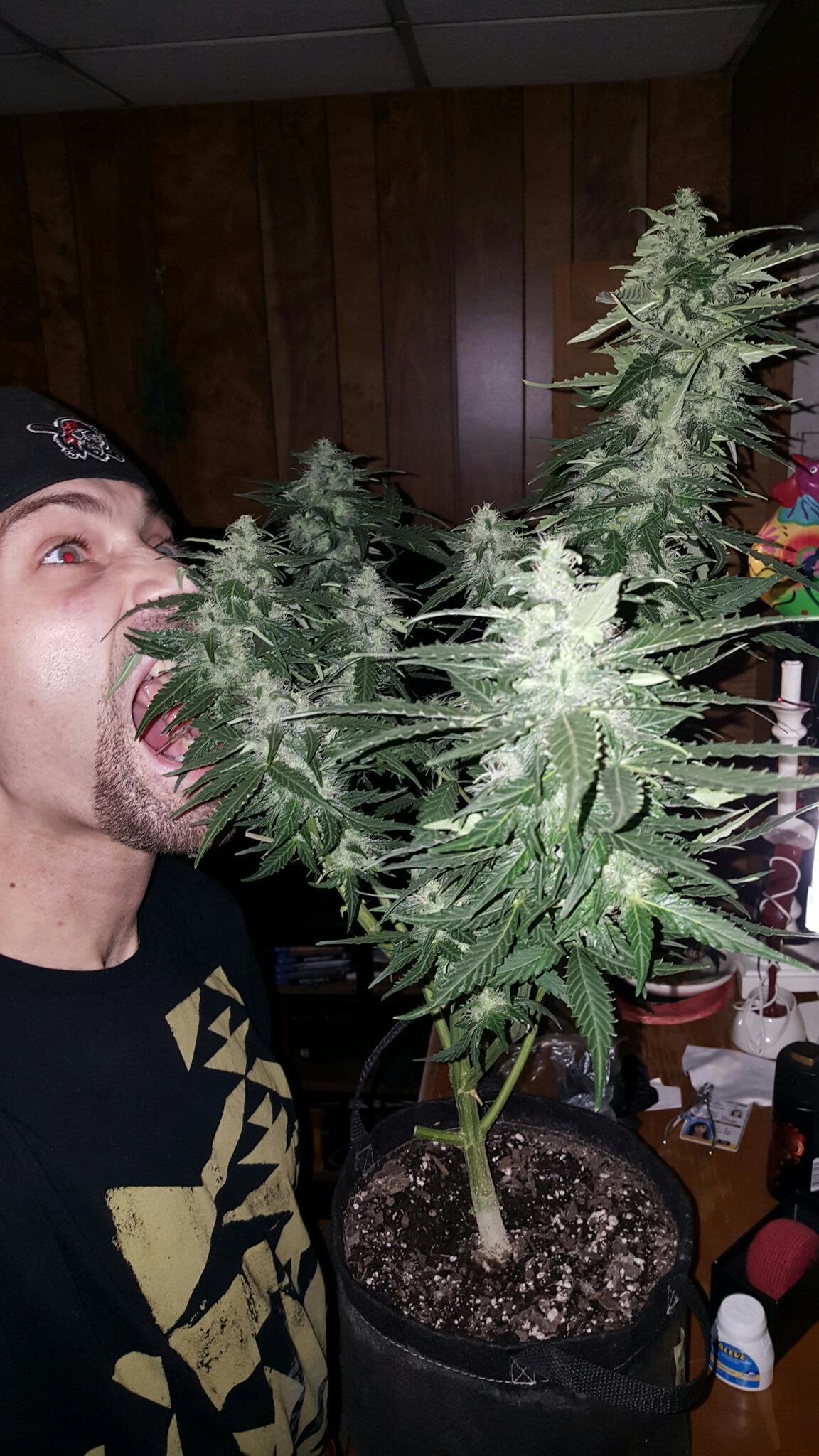 FastBuds - Cookies Auto aka Girl Scout Cookies (auto/fem.)