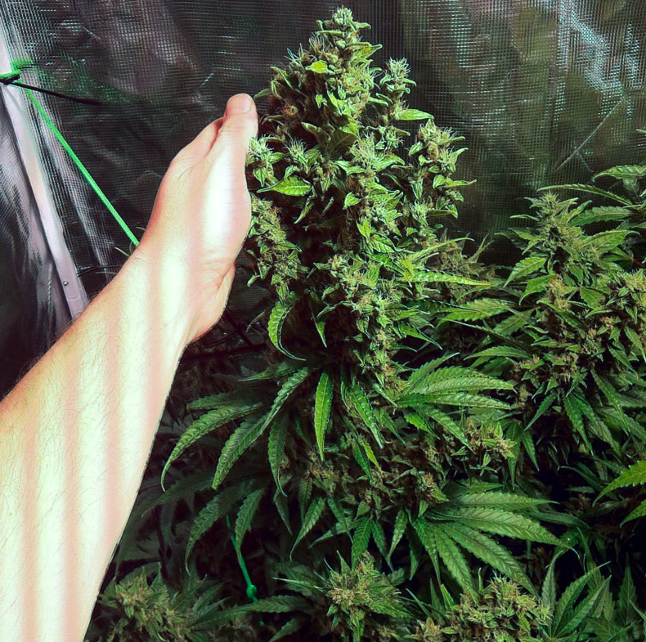 FastBuds - Cookies Auto aka Girl Scout Cookies (auto/fem.)