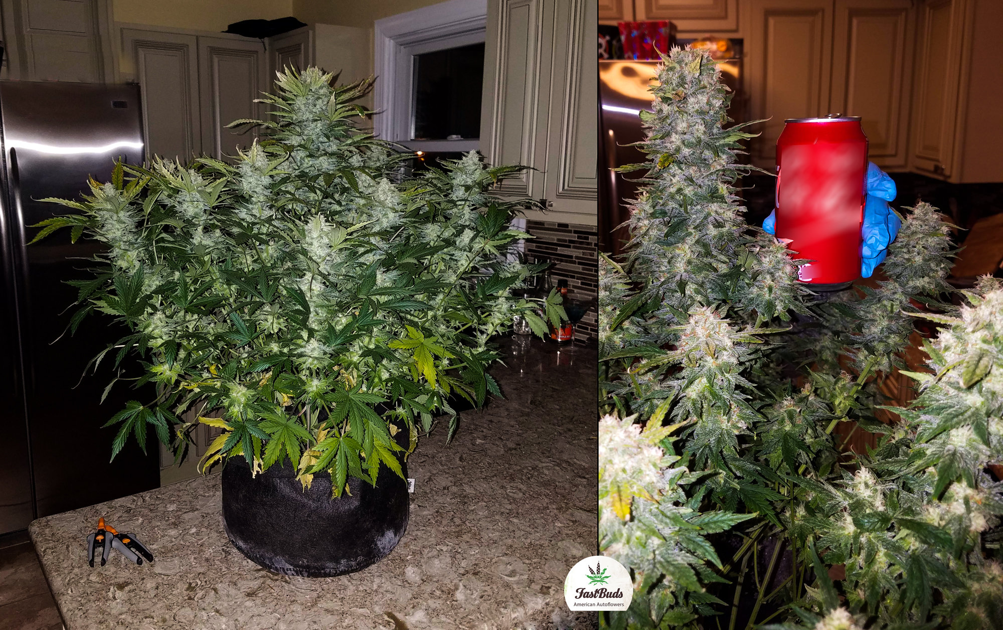 FastBuds - Cookies Auto aka Girl Scout Cookies (auto/fem.)