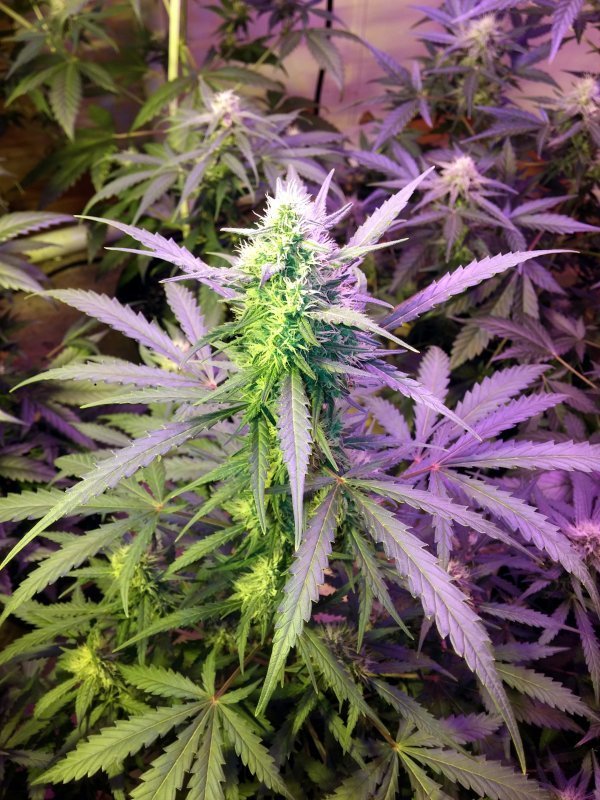 FastBuds - Cookies Auto aka Girl Scout Cookies (auto/fem.)
