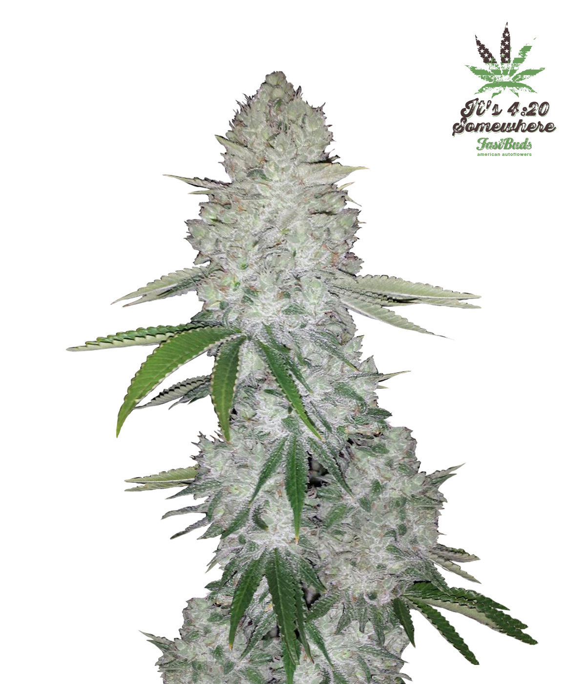 FastBuds - Glue Auto aka Gorilla Glue Auto (auto/fem.)