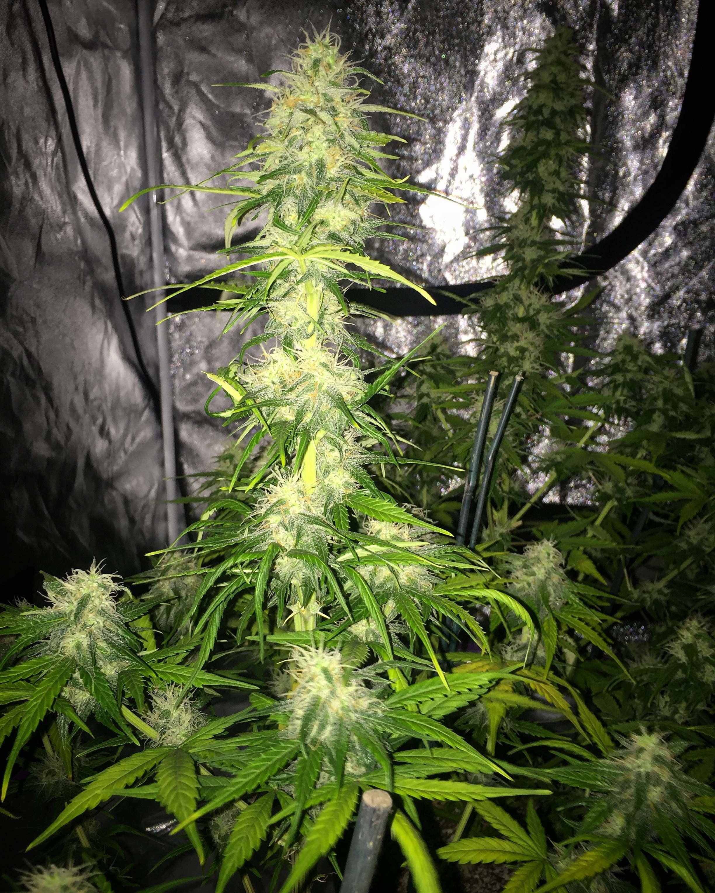 FastBuds - Glue Auto aka Gorilla Glue Auto (auto/fem.)