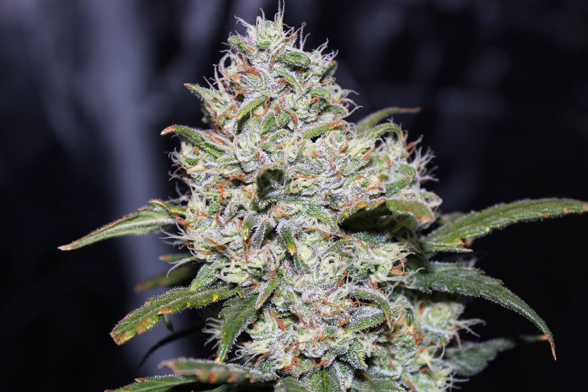 FastBuds - Glue Auto aka Gorilla Glue Auto (auto/fem.)
