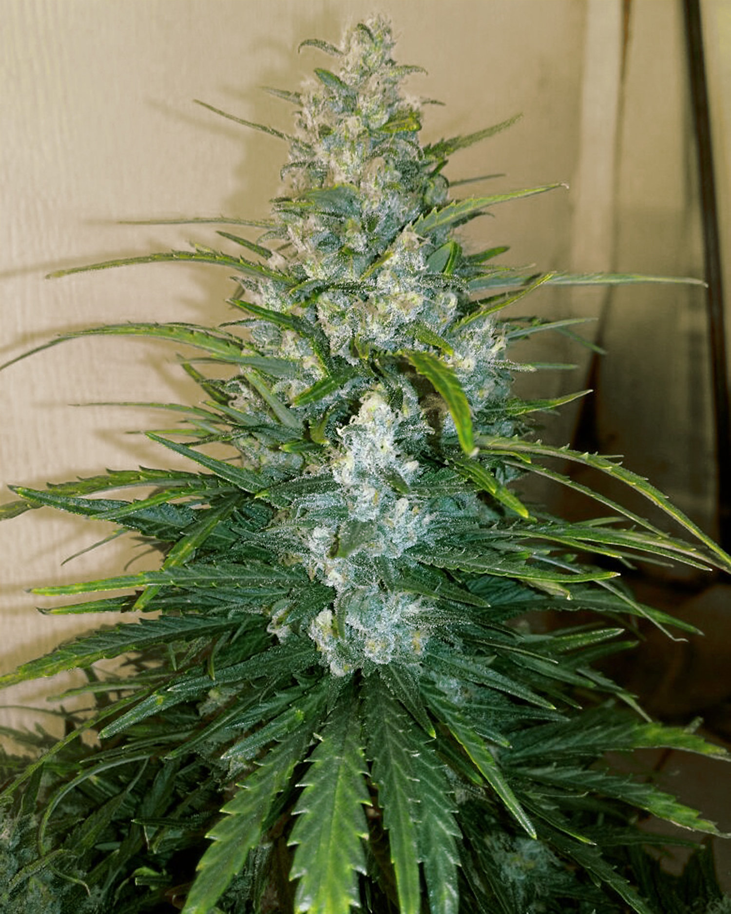 FastBuds - Glue Auto aka Gorilla Glue Auto (auto/fem.)