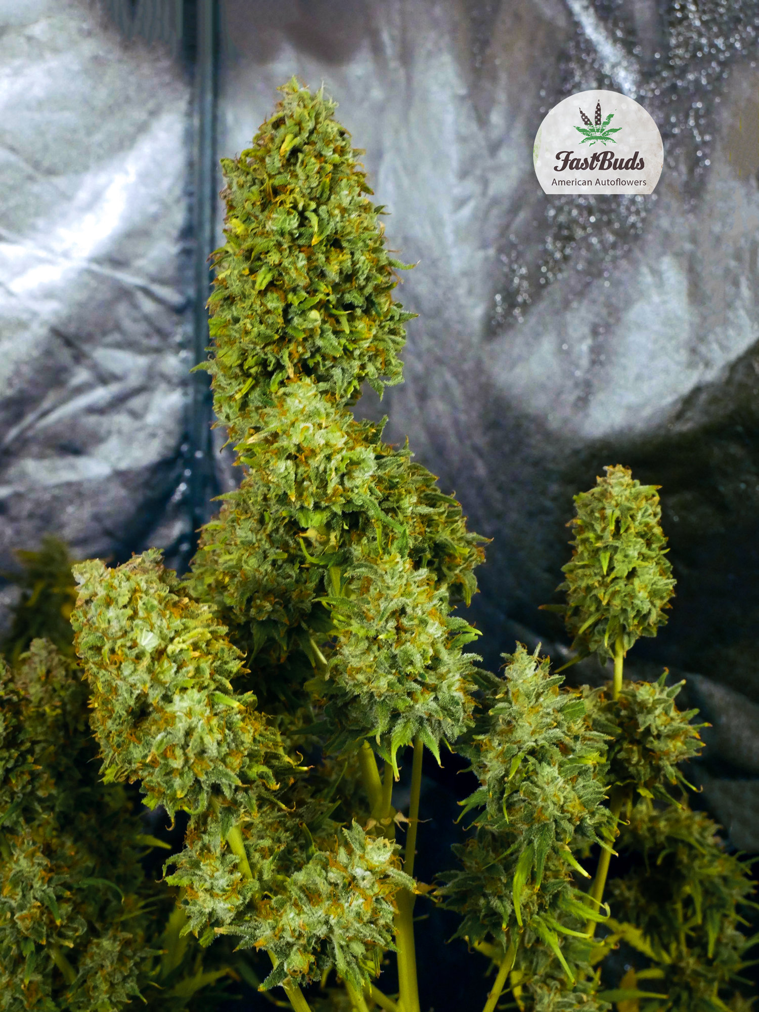 FastBuds - Glue Auto aka Gorilla Glue Auto (auto/fem.)