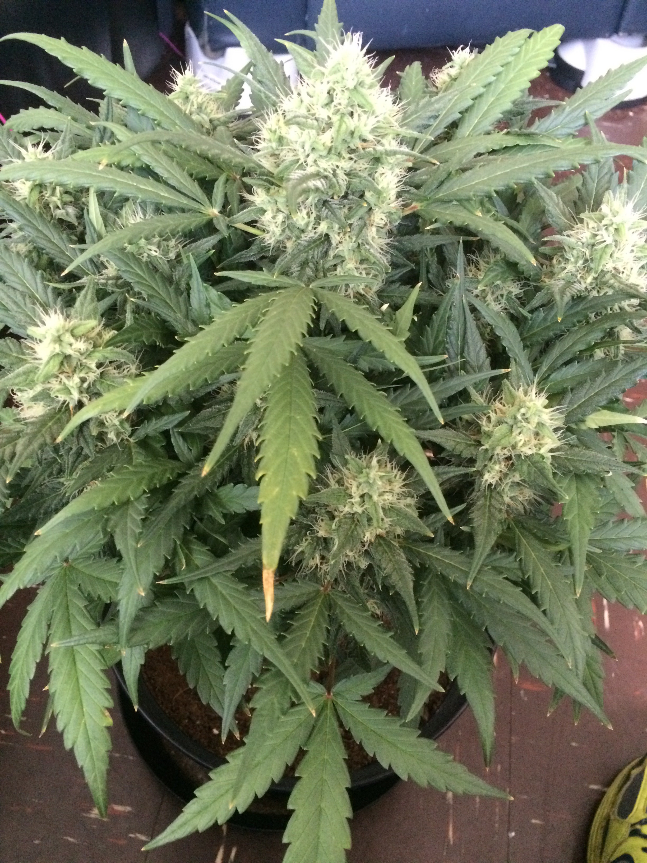 FastBuds - Glue Auto aka Gorilla Glue Auto (auto/fem.)