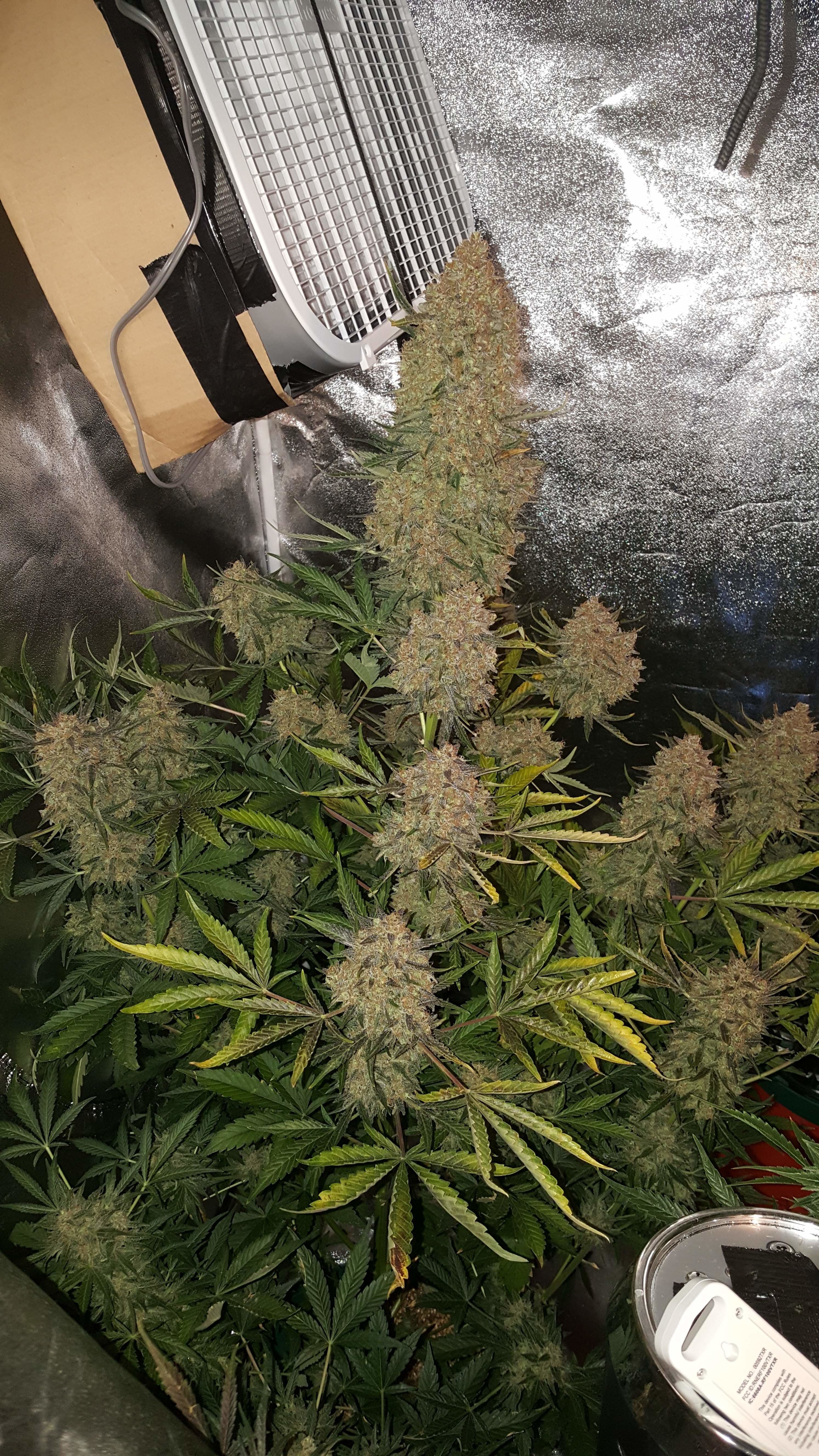 FastBuds - Glue Auto aka Gorilla Glue Auto (auto/fem.)