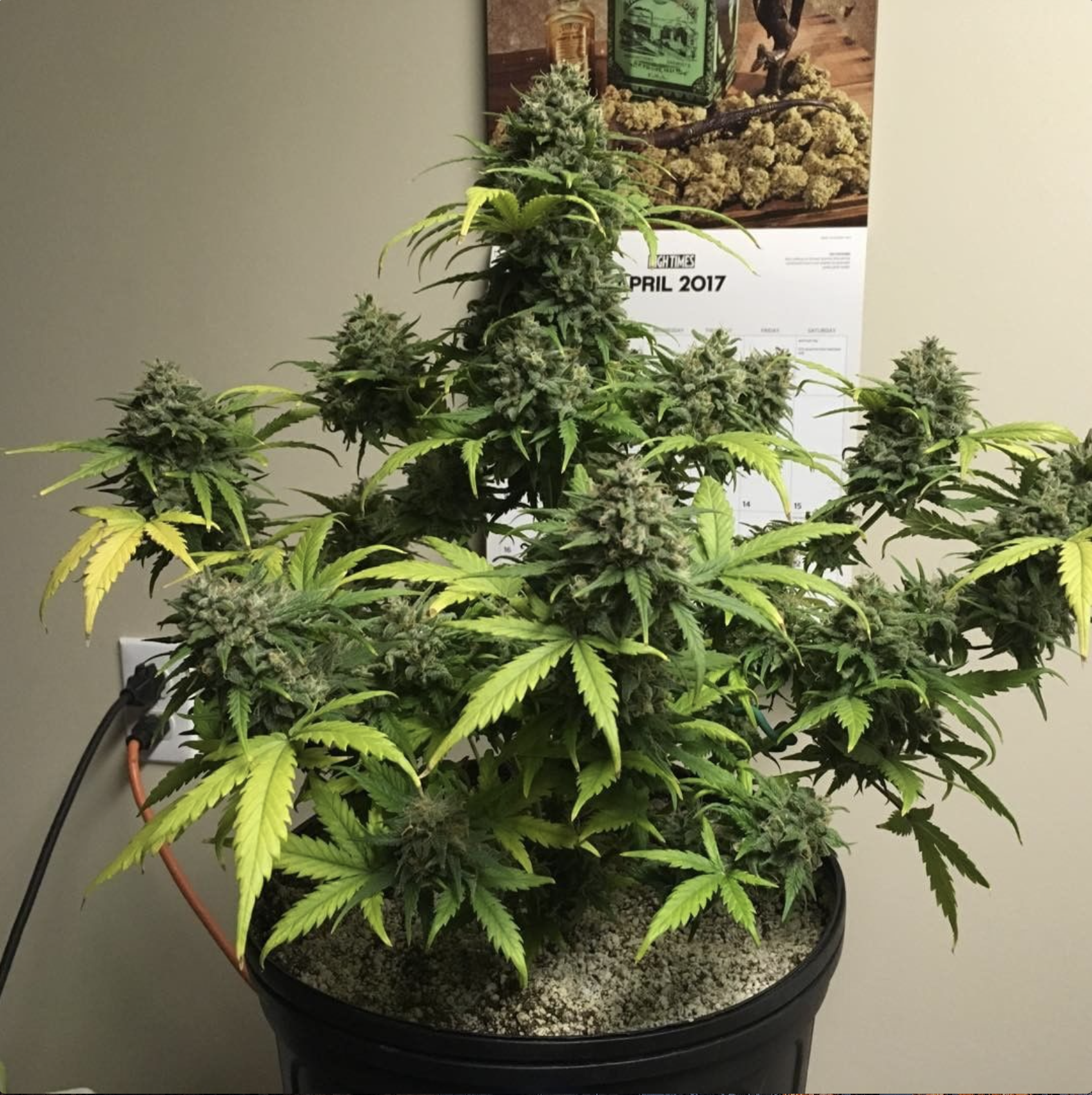 FastBuds - Glue Auto aka Gorilla Glue Auto (auto/fem.)