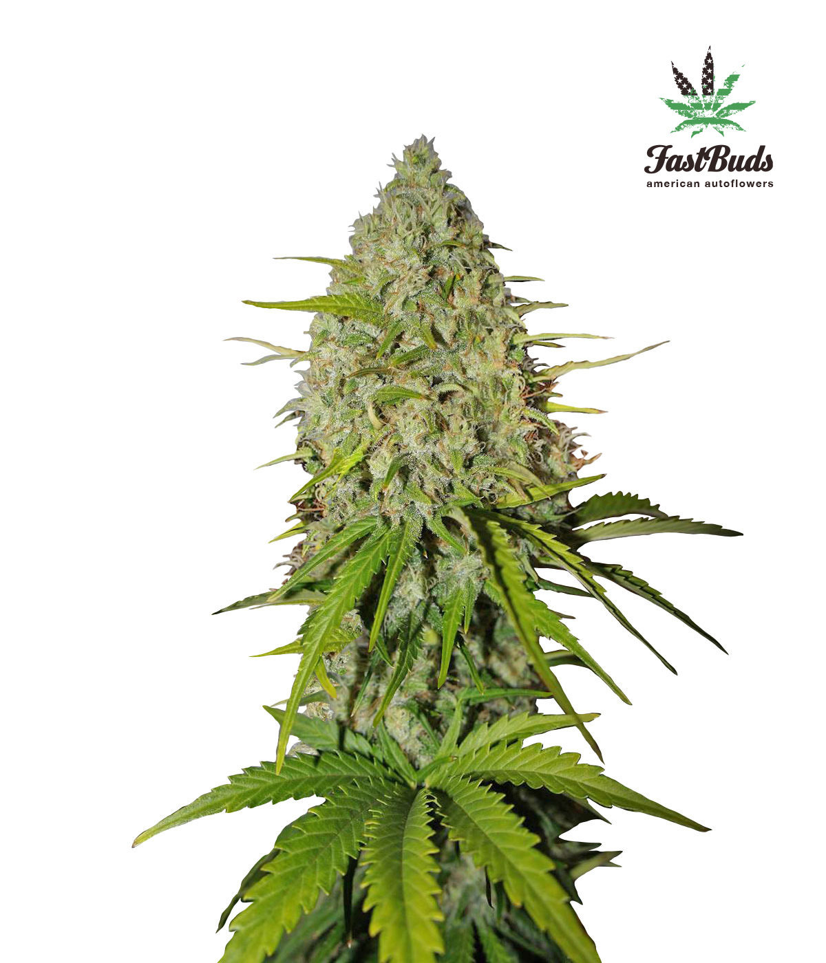 FastBuds - Grapefruit (auto/fem.)