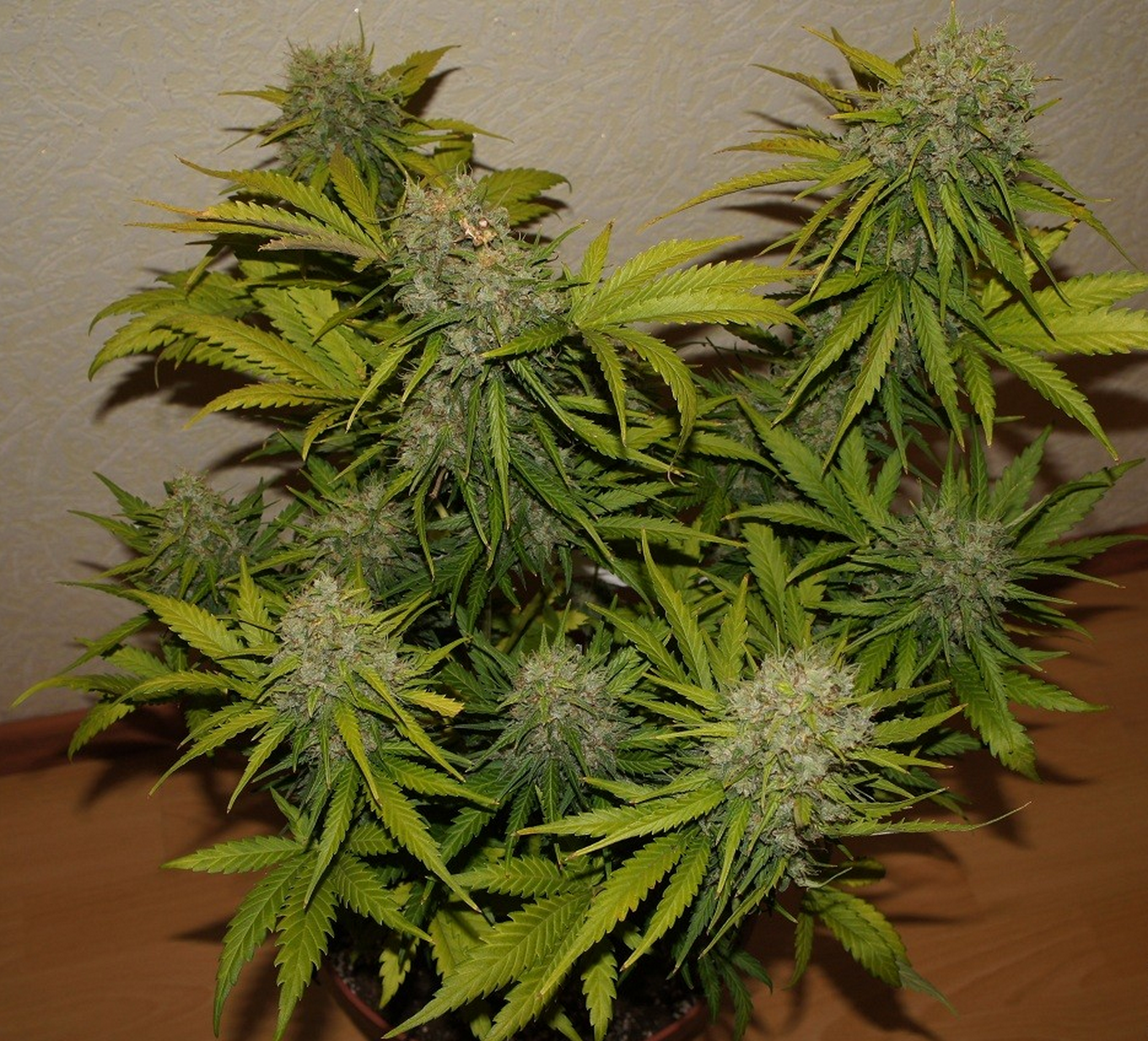 FastBuds - Grapefruit (auto/fem.)