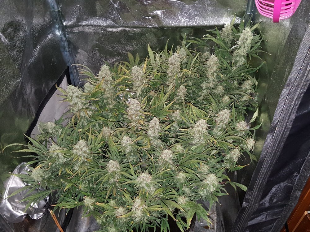 FastBuds - Grapefruit (auto/fem.)