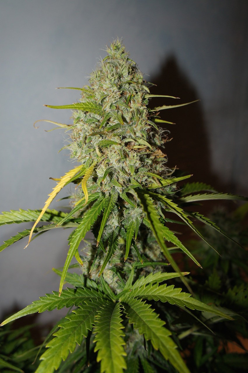 FastBuds - Grapefruit (auto/fem.)