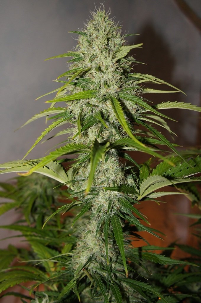FastBuds - Grapefruit (auto/fem.)