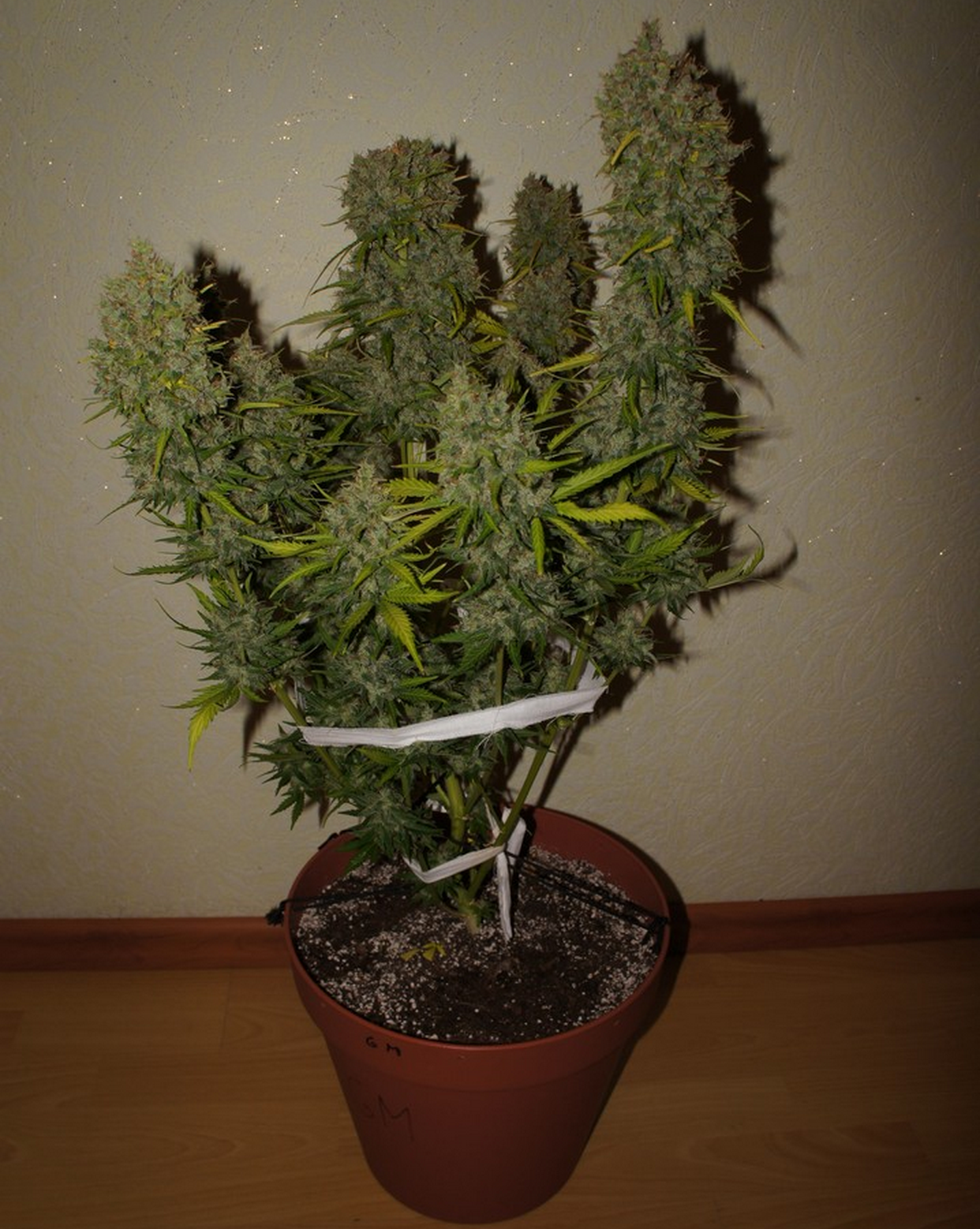 FastBuds - Grapefruit (auto/fem.)