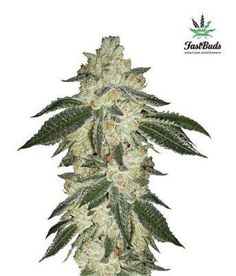 FastBuds - Green Crack (auto/fem.) 02799