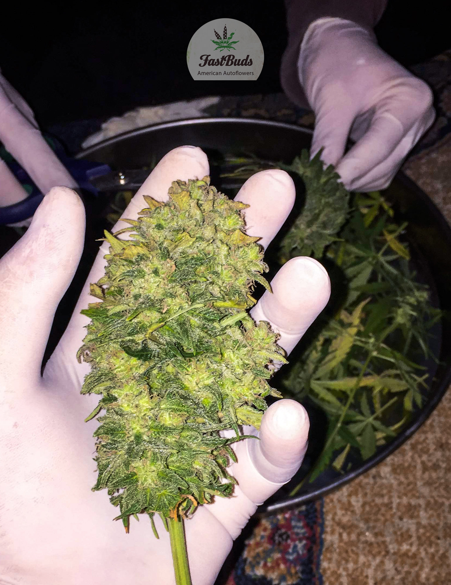 FastBuds - Green Crack (auto/fem.)