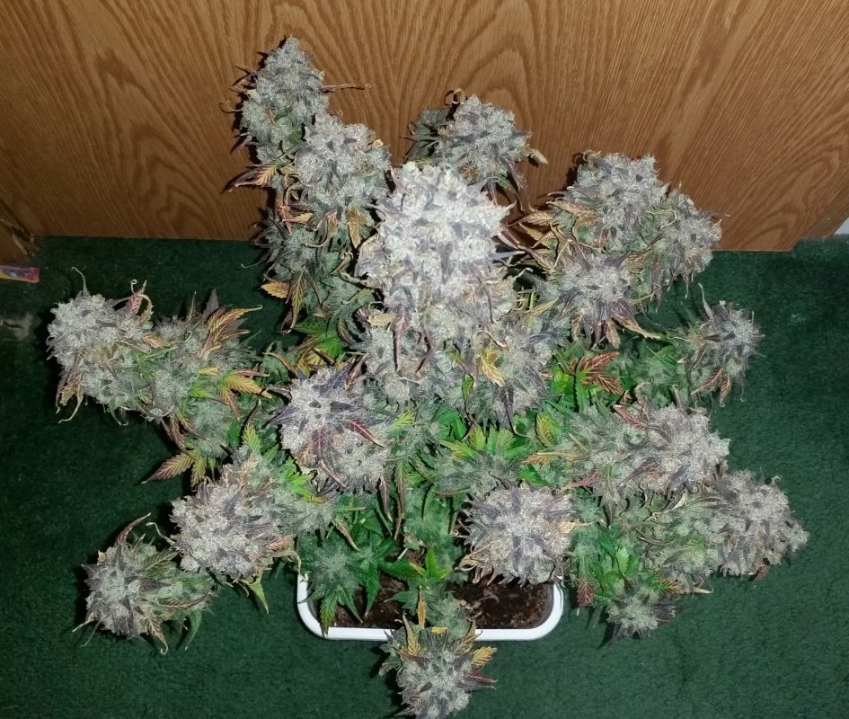 FastBuds - Green Crack (auto/fem.)