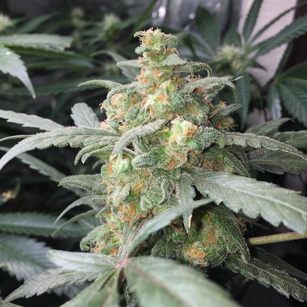 FastBuds - Green Crack (auto/fem.)