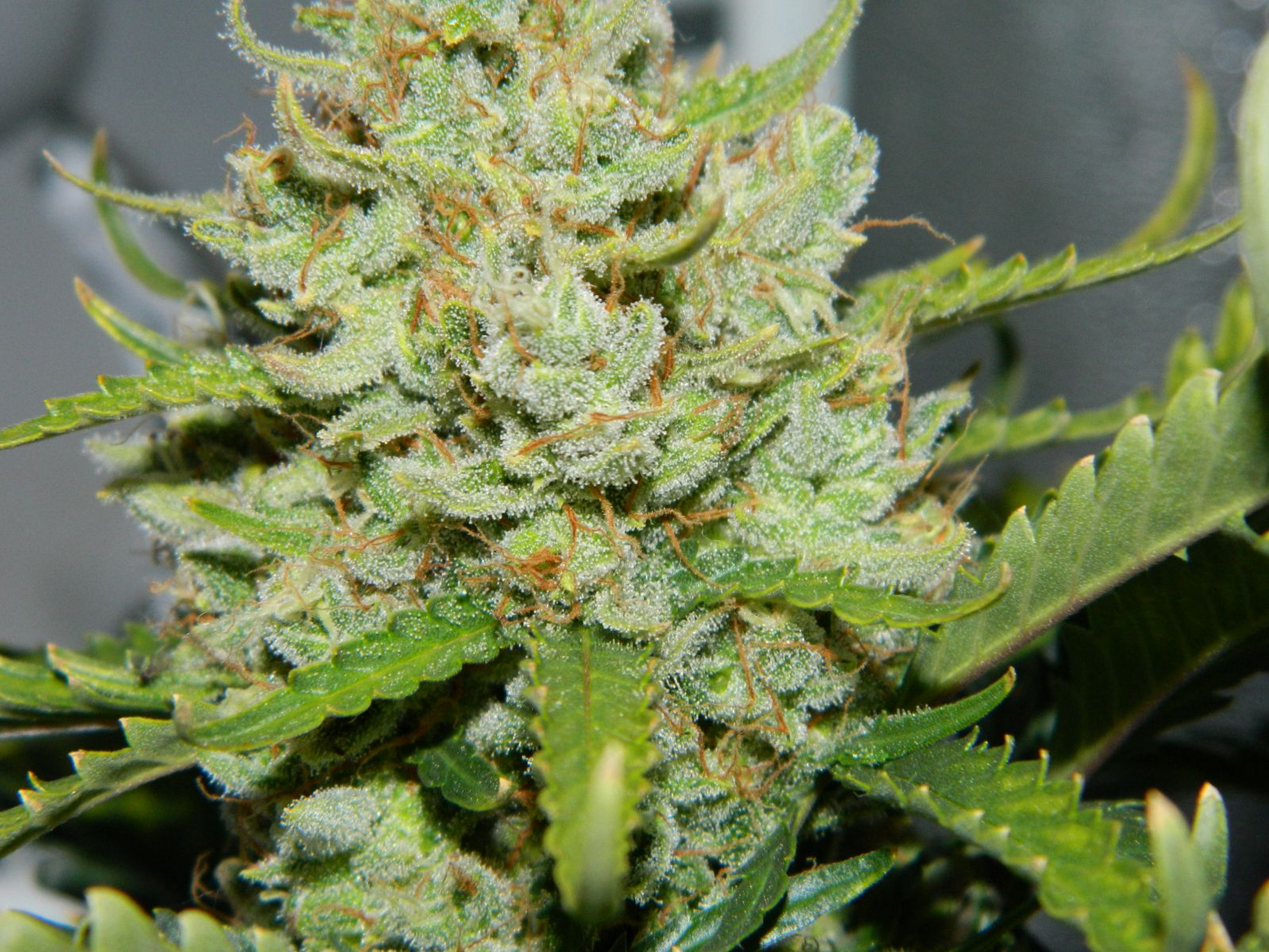 FastBuds - Green Crack (auto/fem.)