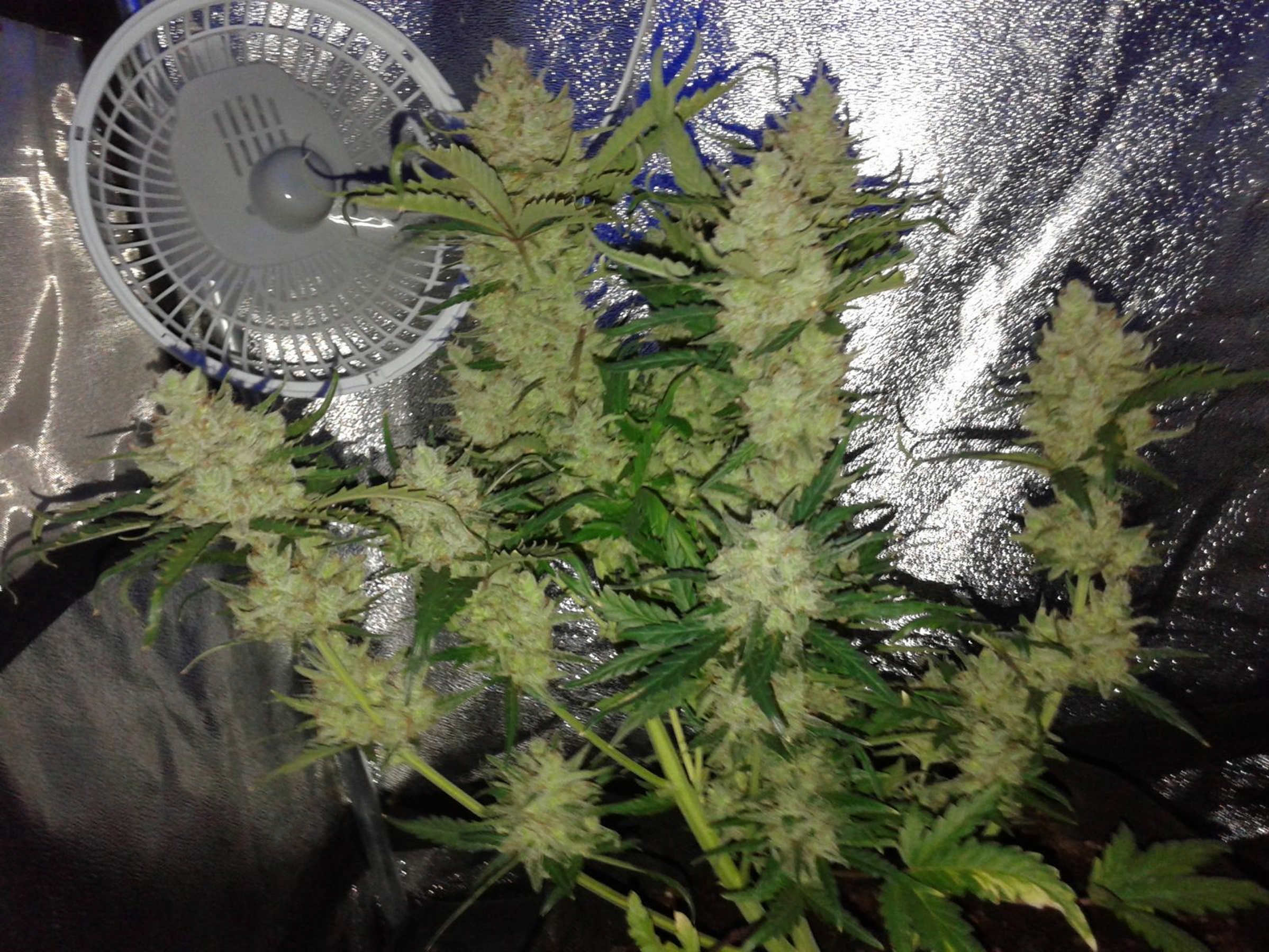FastBuds - Green Crack (auto/fem.)