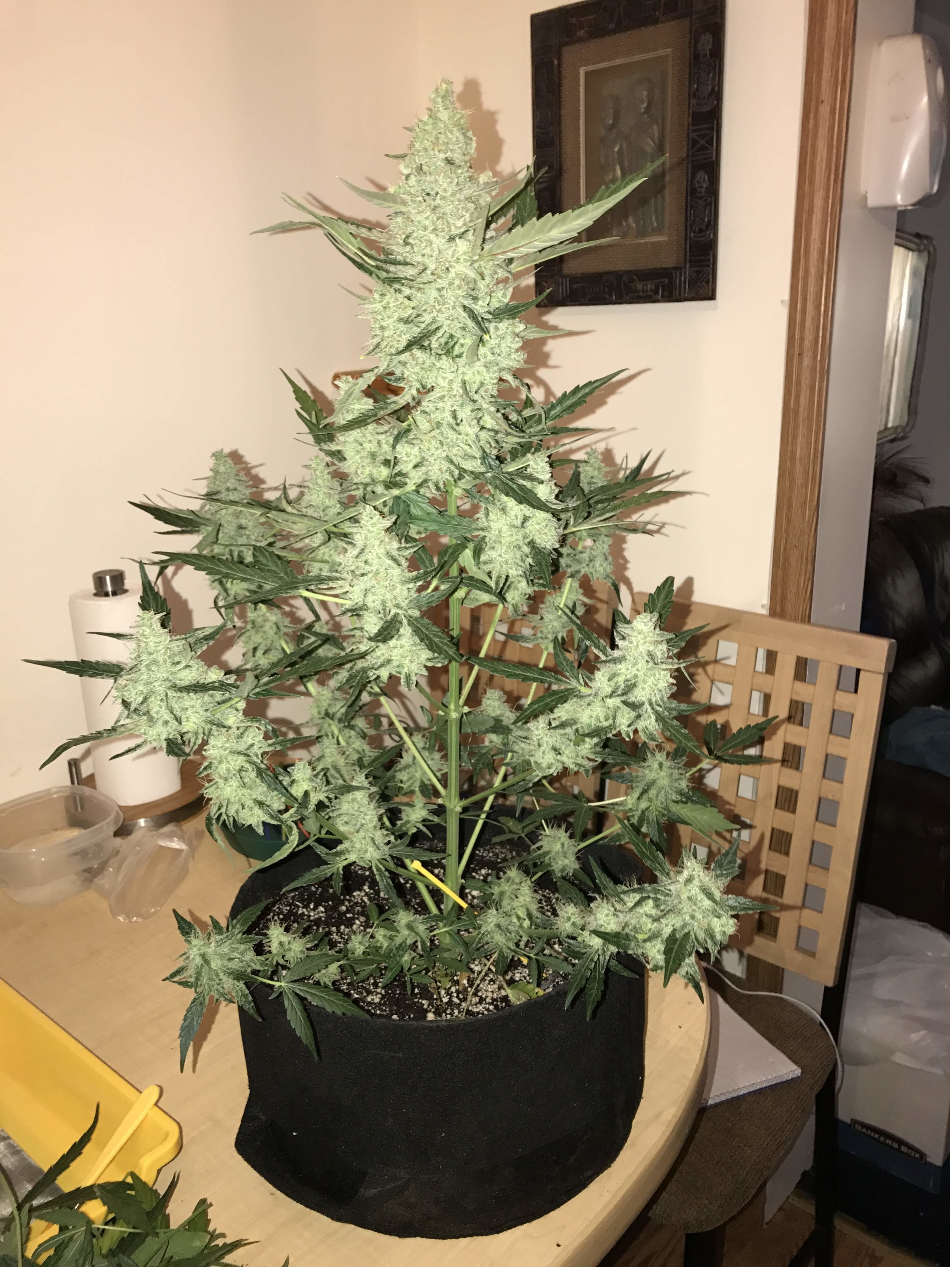 FastBuds - Green Crack (auto/fem.)