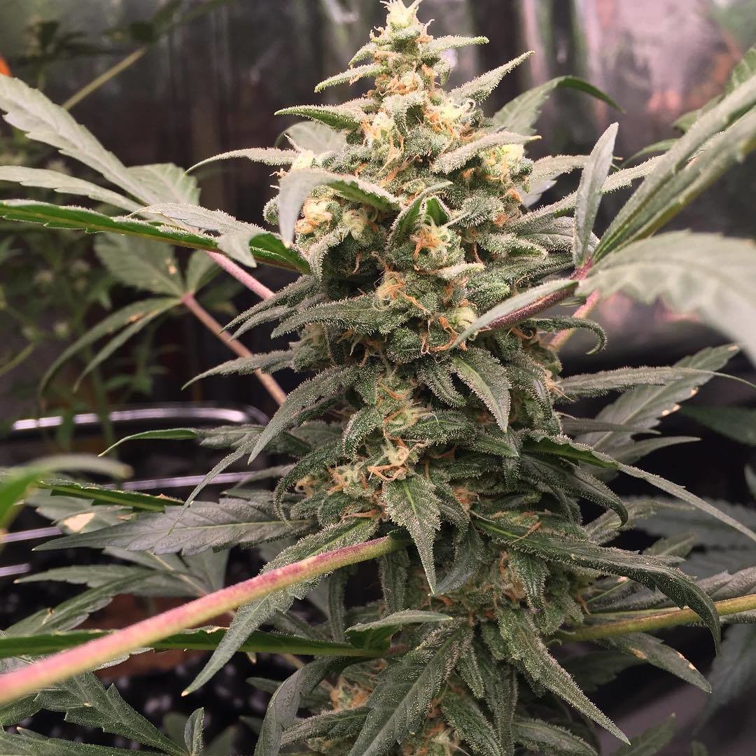 FastBuds - Green Crack (auto/fem.)