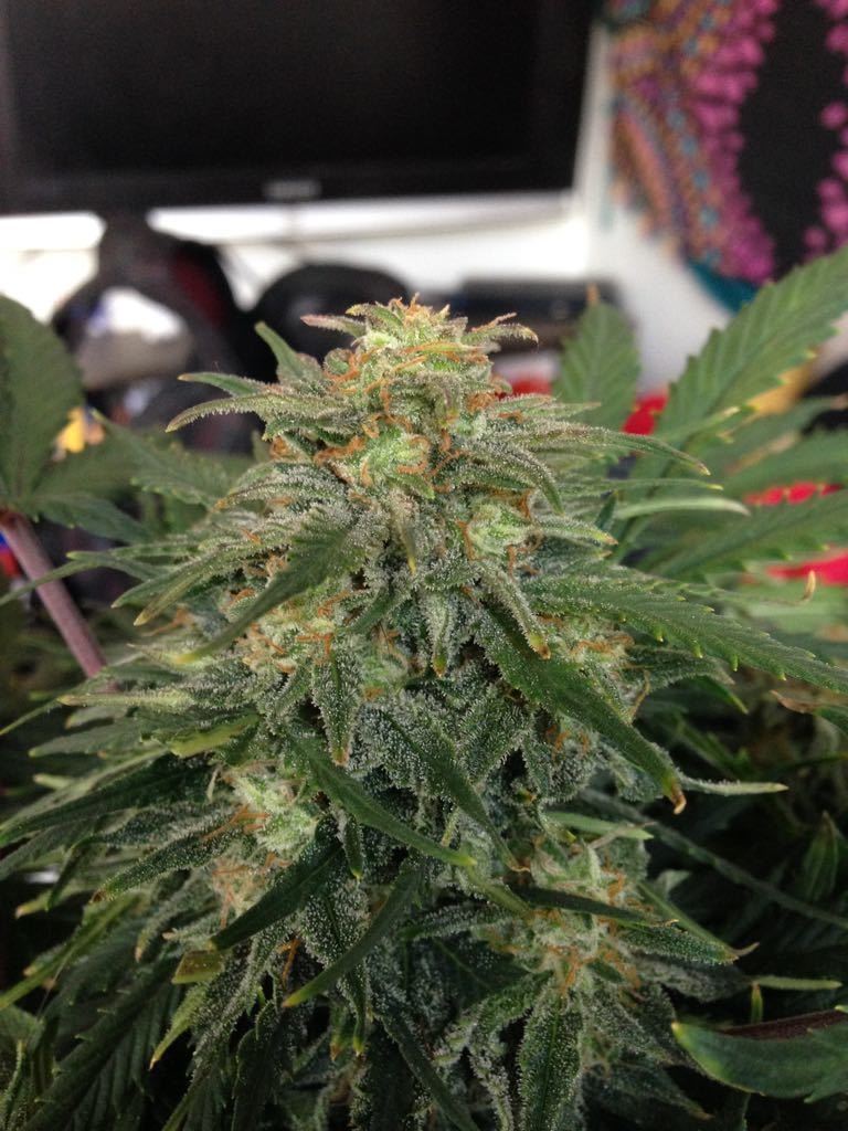 FastBuds - Green Crack (auto/fem.)