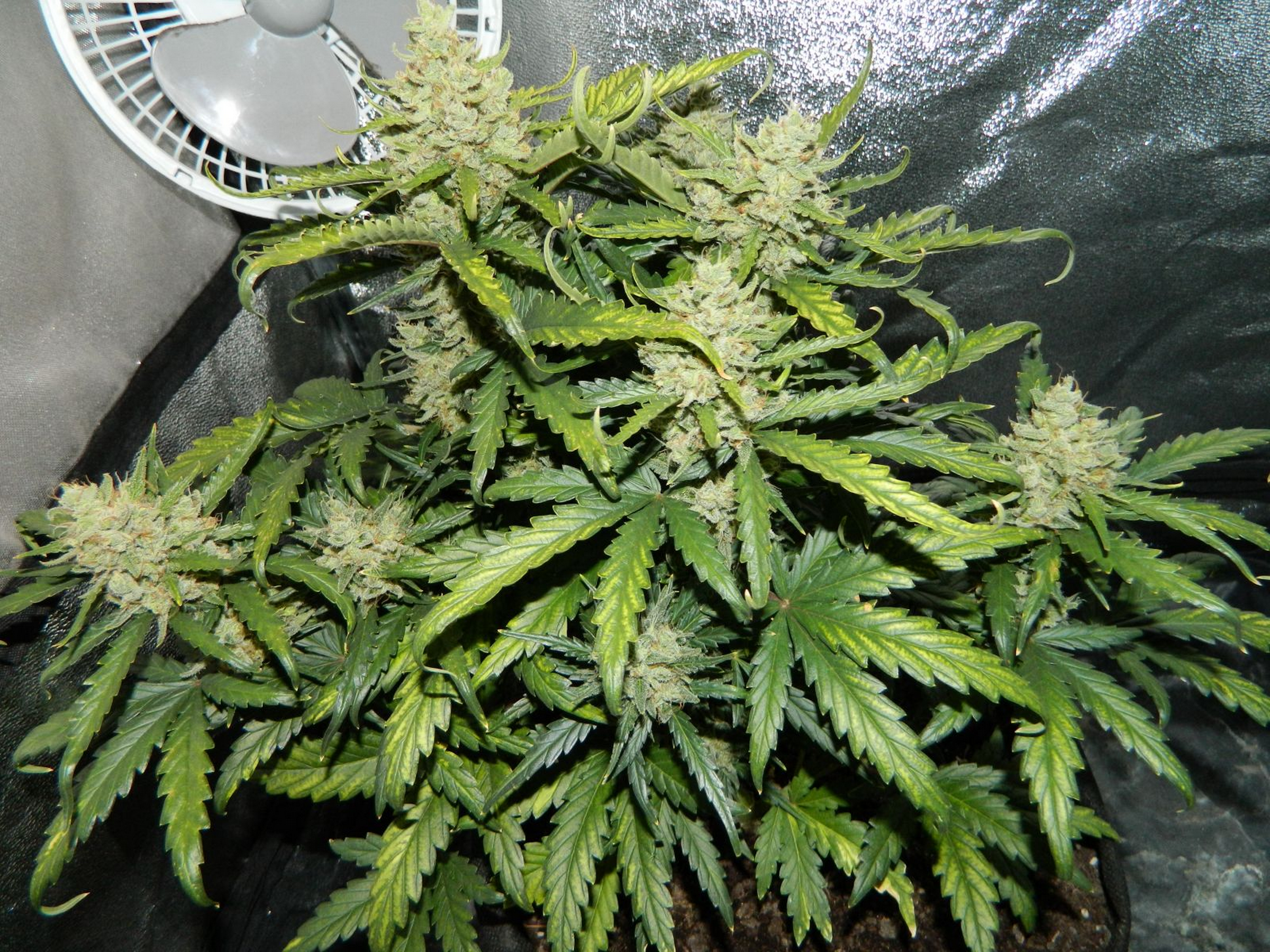 FastBuds - Green Crack (auto/fem.)