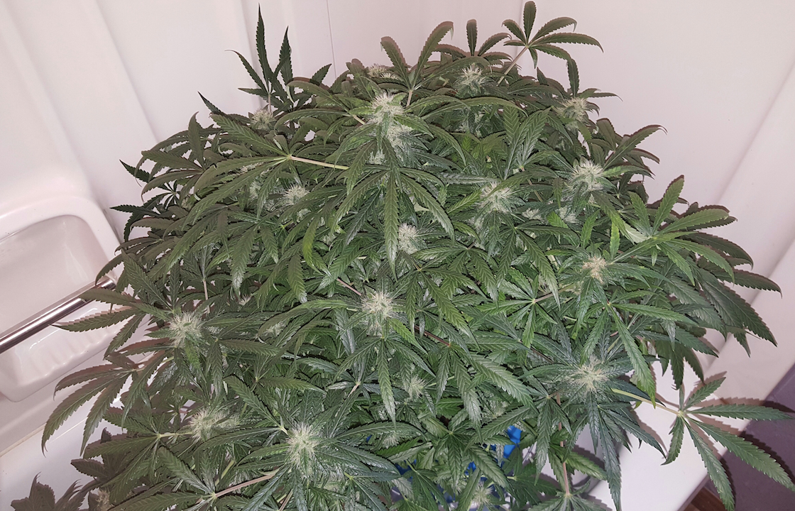 FastBuds - Green Crack (auto/fem.)