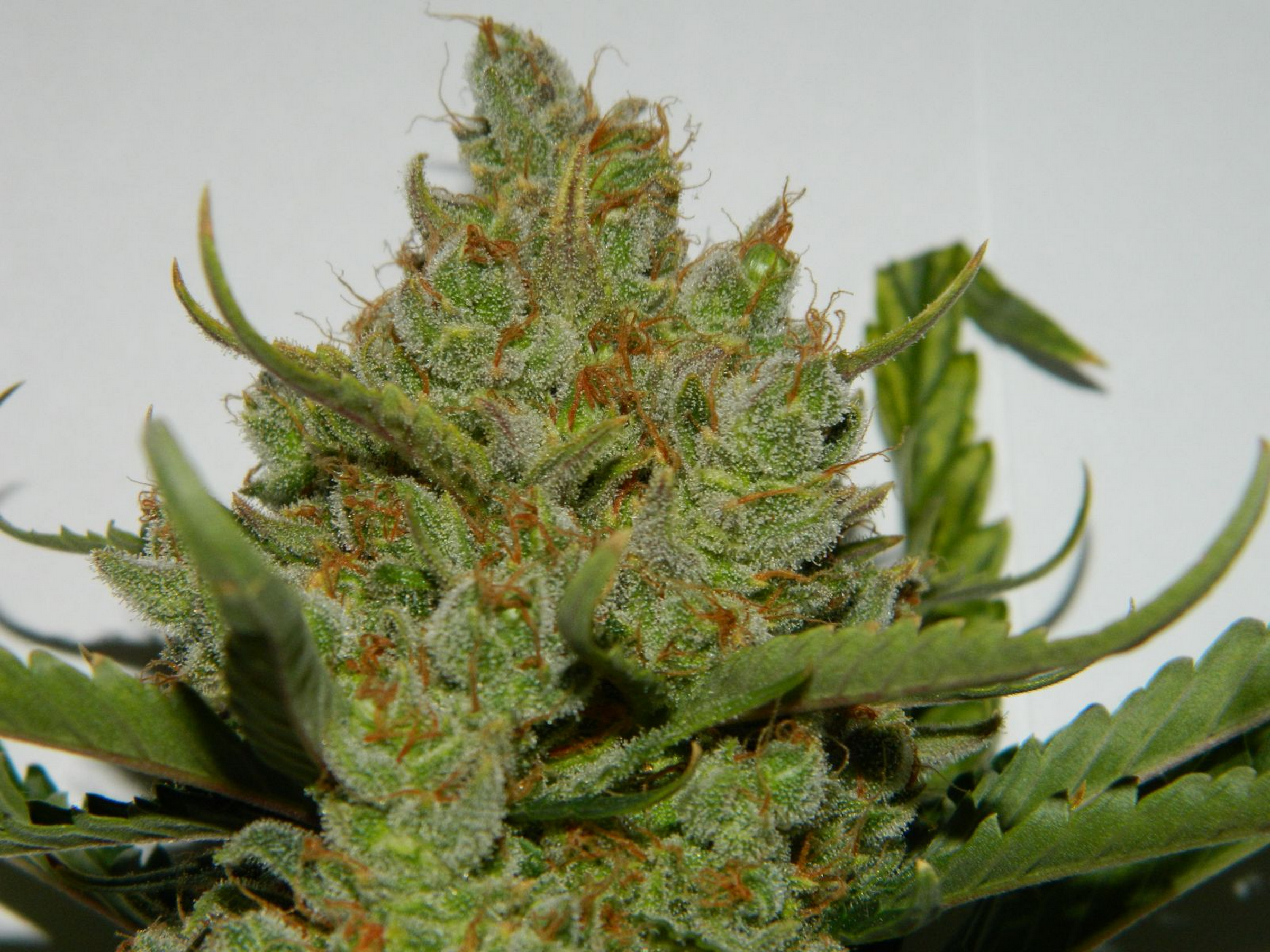 FastBuds - Green Crack (auto/fem.)