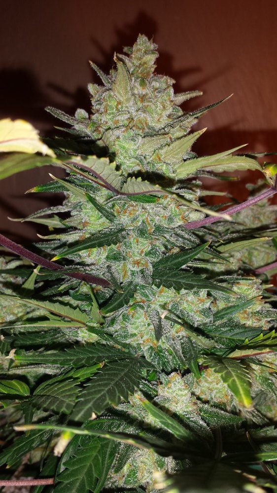 FastBuds - Green Crack (auto/fem.)