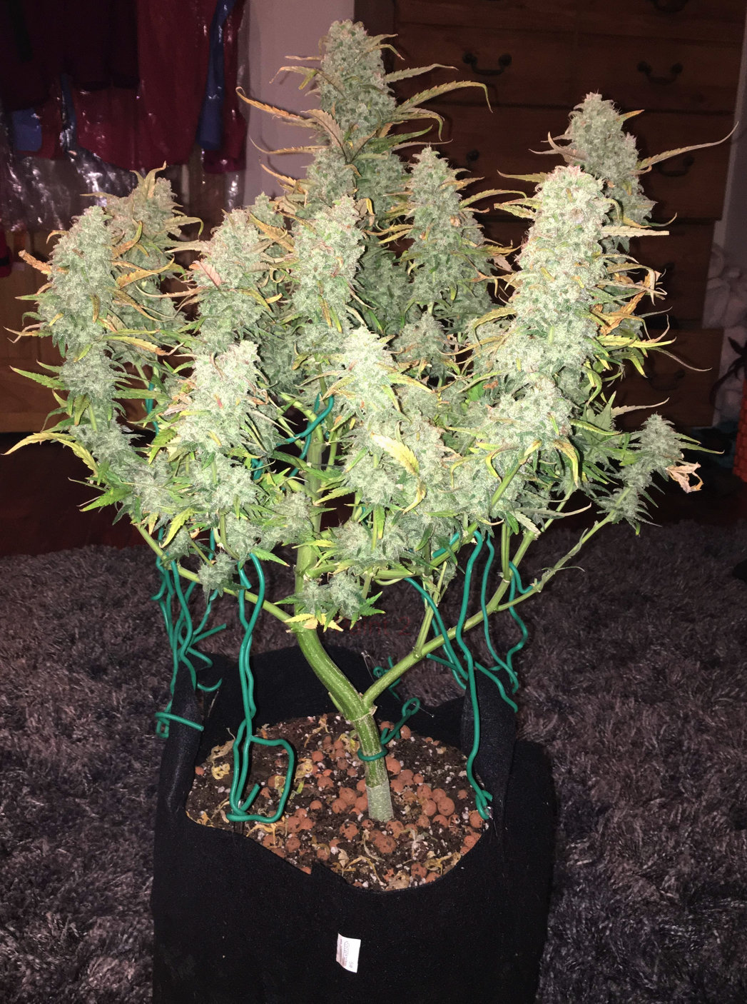 FastBuds - Green Crack (auto/fem.)