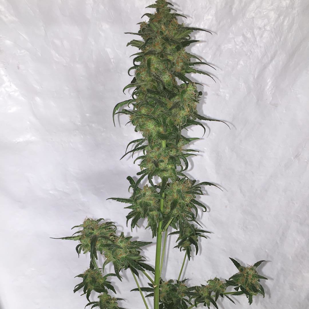 FastBuds - Green Crack (auto/fem.)