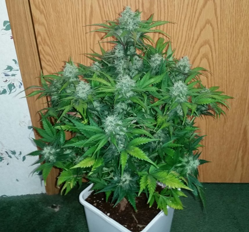 FastBuds - Green Crack (auto/fem.)
