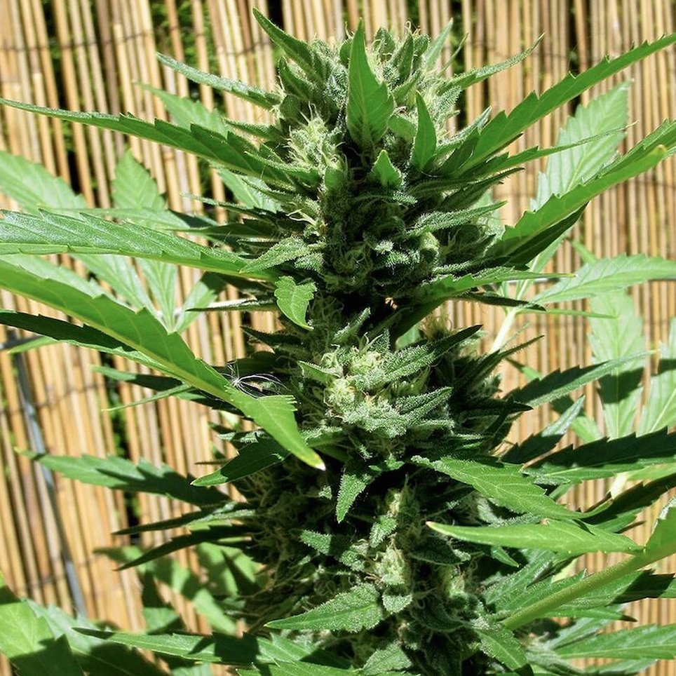 FastBuds - Green Crack (auto/fem.)