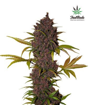 FastBuds - LSD-25 (auto/fem.) 01412
