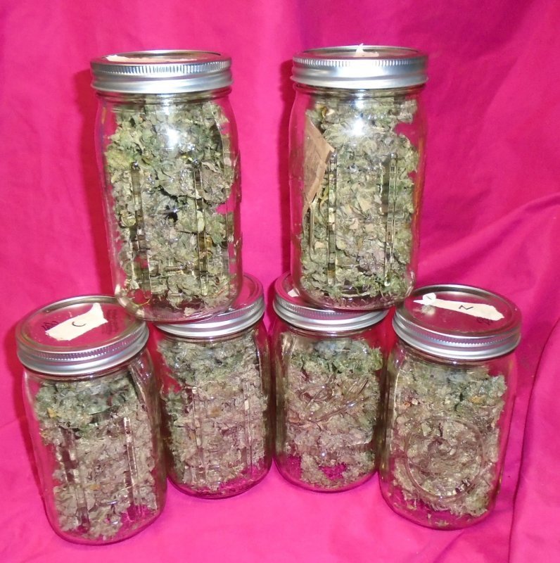 FastBuds - LSD-25 (auto/fem.)