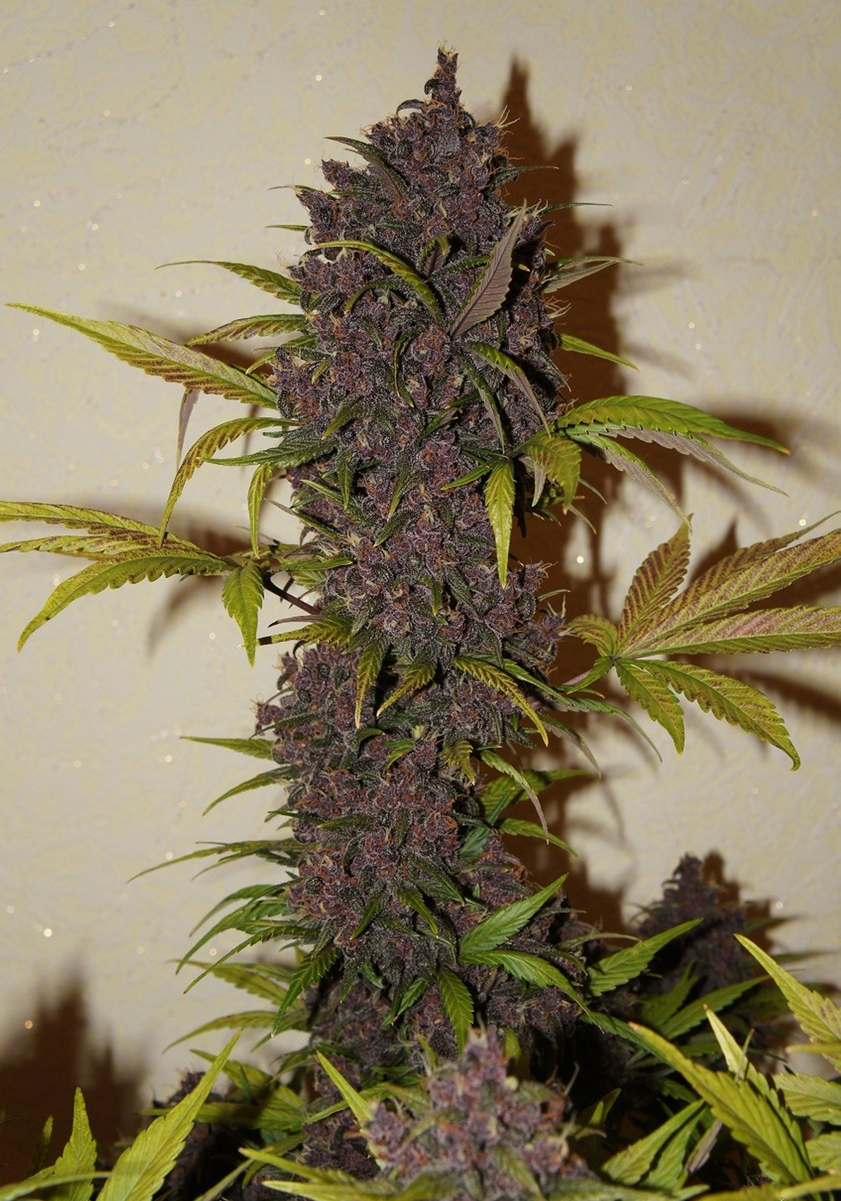 FastBuds - LSD-25 (auto/fem.)