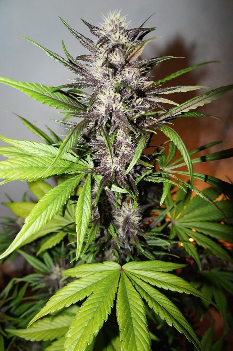 FastBuds - LSD-25 (auto/fem.)