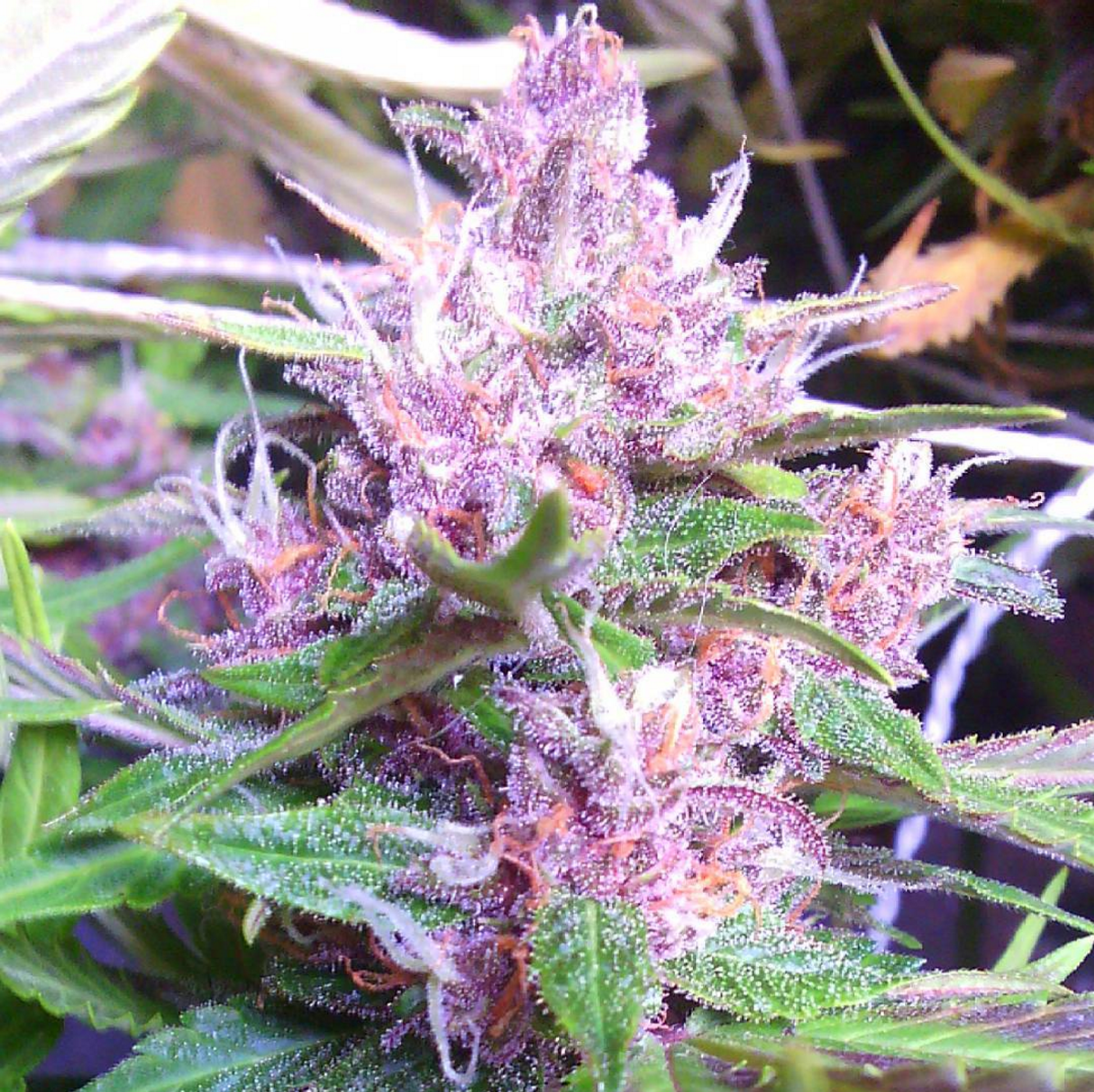 FastBuds - LSD-25 (auto/fem.)