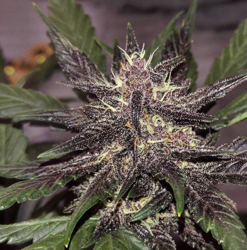 FastBuds - LSD-25 (auto/fem.)