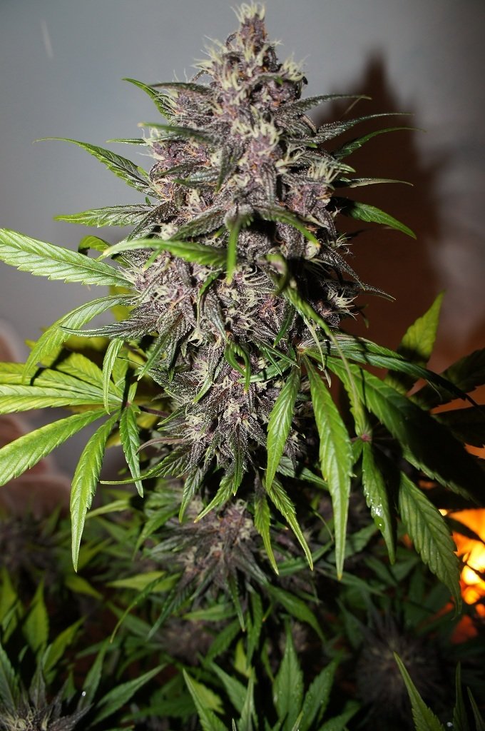 FastBuds - LSD-25 (auto/fem.)