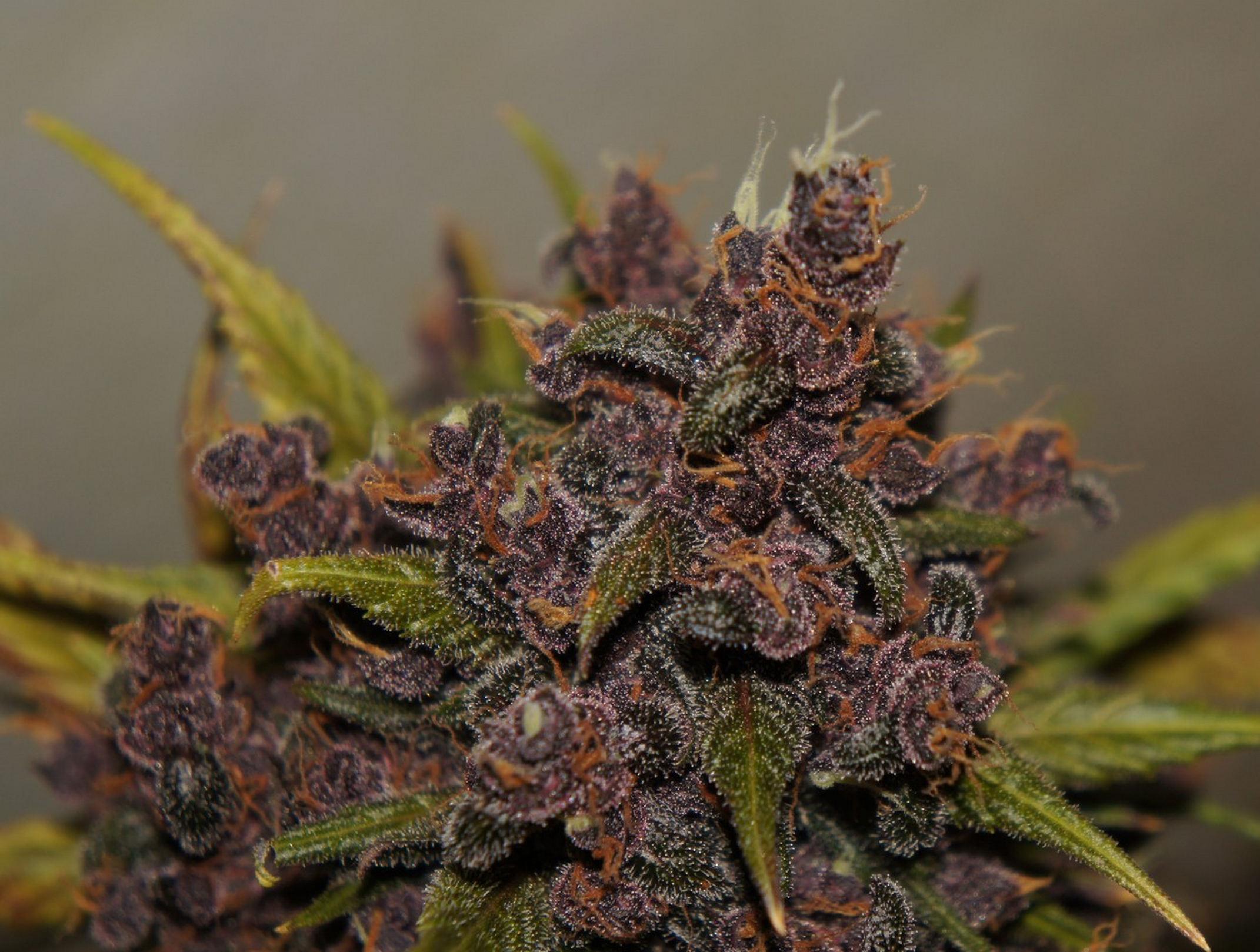FastBuds - LSD-25 (auto/fem.)