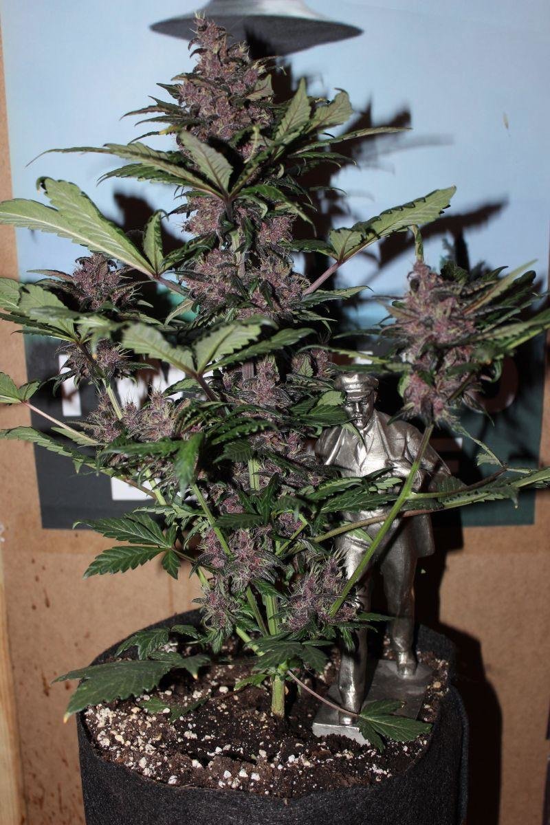 FastBuds - LSD-25 (auto/fem.)