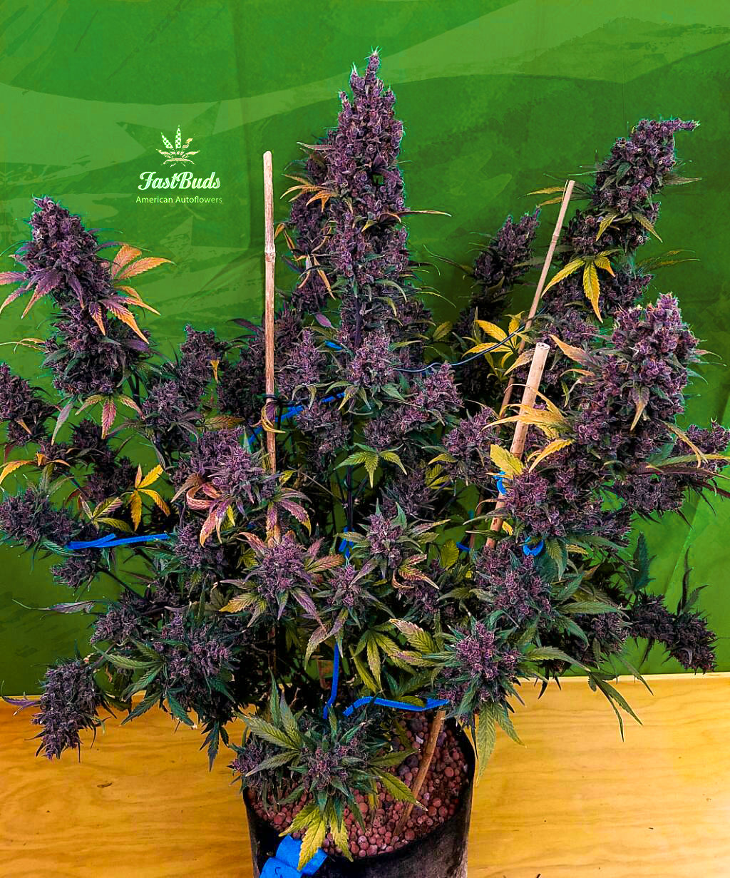 FastBuds - LSD-25 (auto/fem.)