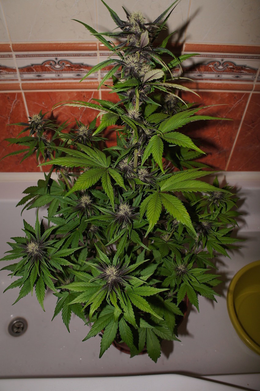 FastBuds - LSD-25 (auto/fem.)