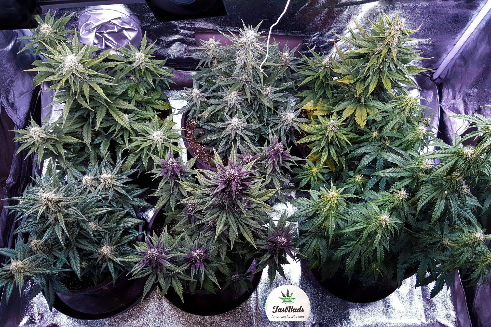 FastBuds - LSD-25 (auto/fem.)