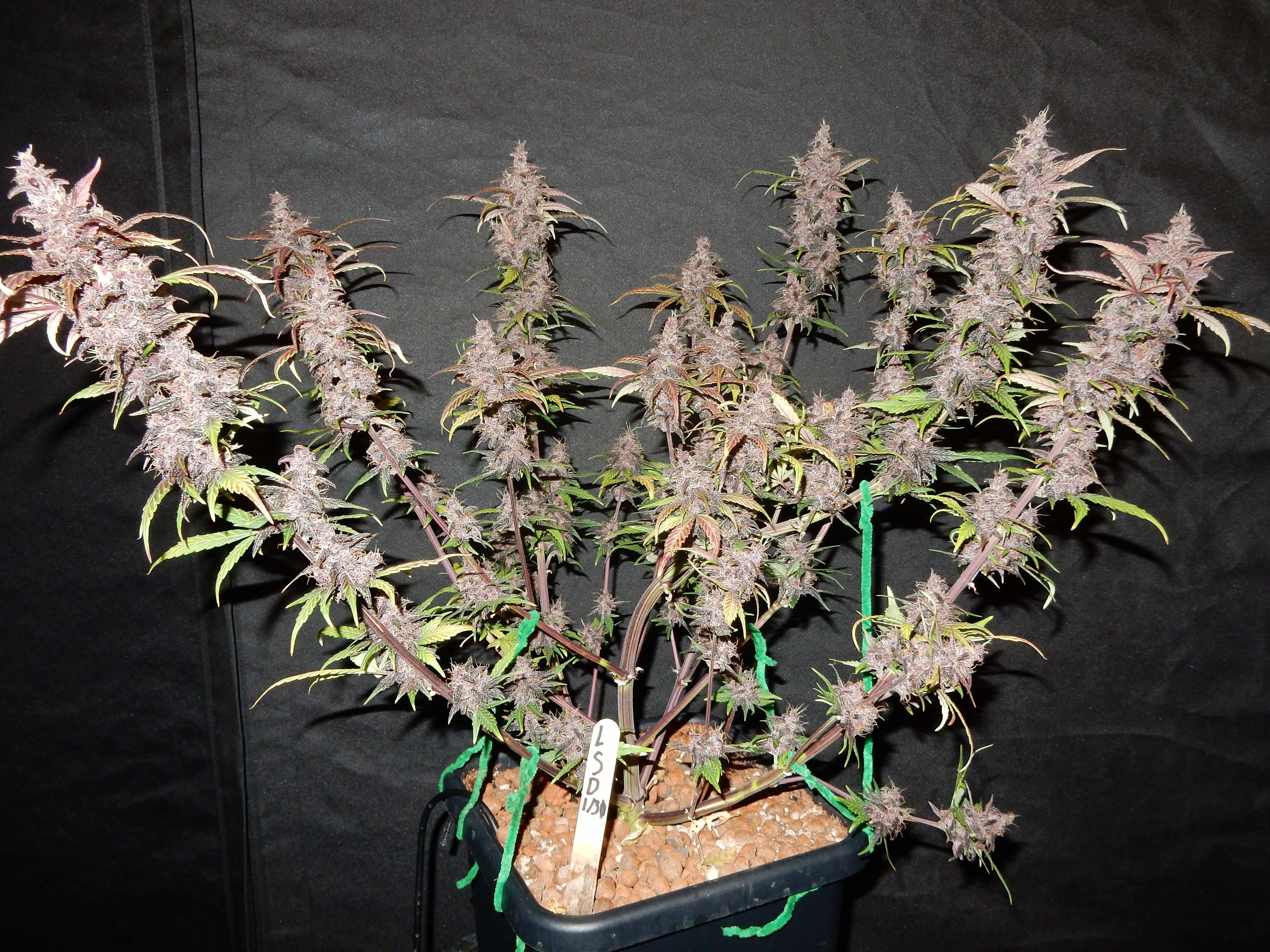 FastBuds - LSD-25 (auto/fem.)