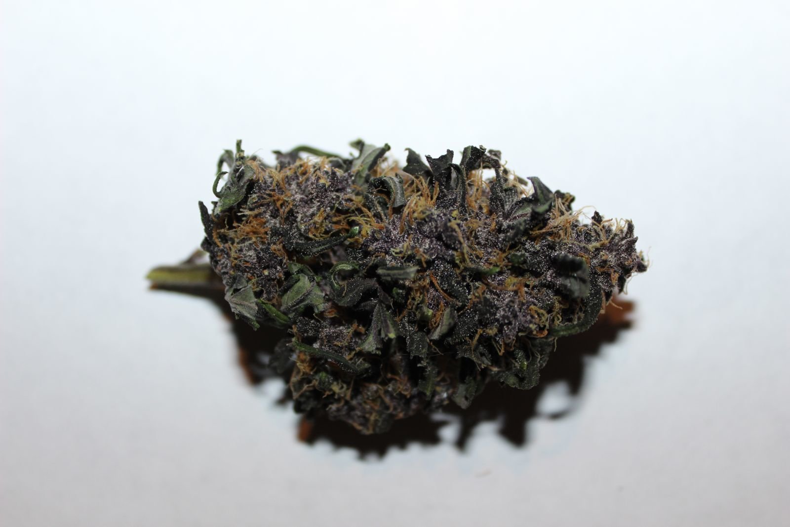 FastBuds - LSD-25 (auto/fem.)